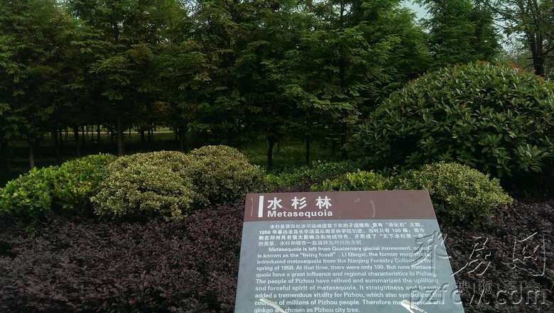 邳州市沙沟湖水杉公园